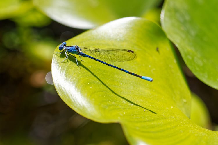 A Blue Dragonfly On A Leaf