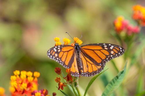 Free Close-up of a monarch butterfly on orange flowers, perfect for nature themes. Stock Photo