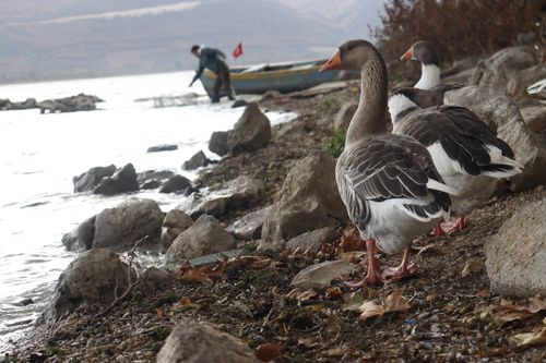Free Geese standing on a rocky shoreline with a fisherman in the background near a boat. Stock Photo