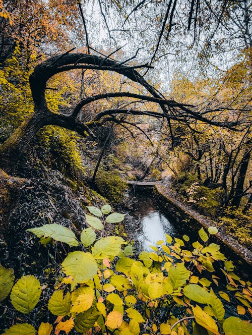 Základová fotografie zdarma na téma krajina, les, listy