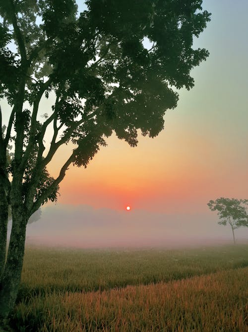 Foto d'estoc gratuïta de a l'aire lliure, alba, arbres