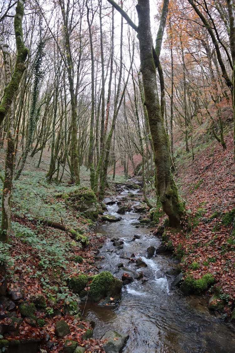 Stream Flowing Water On Forest