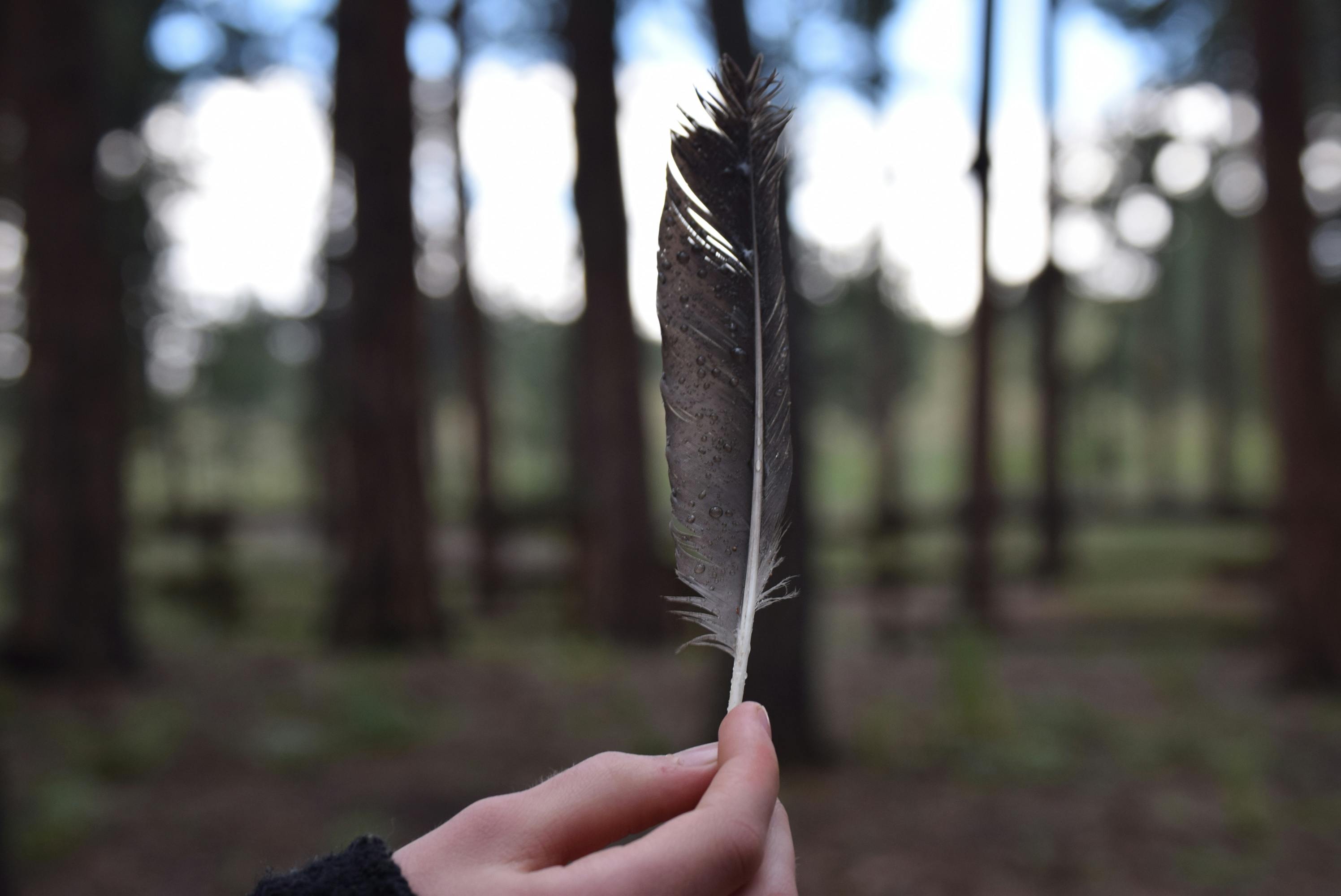 person holding black feather