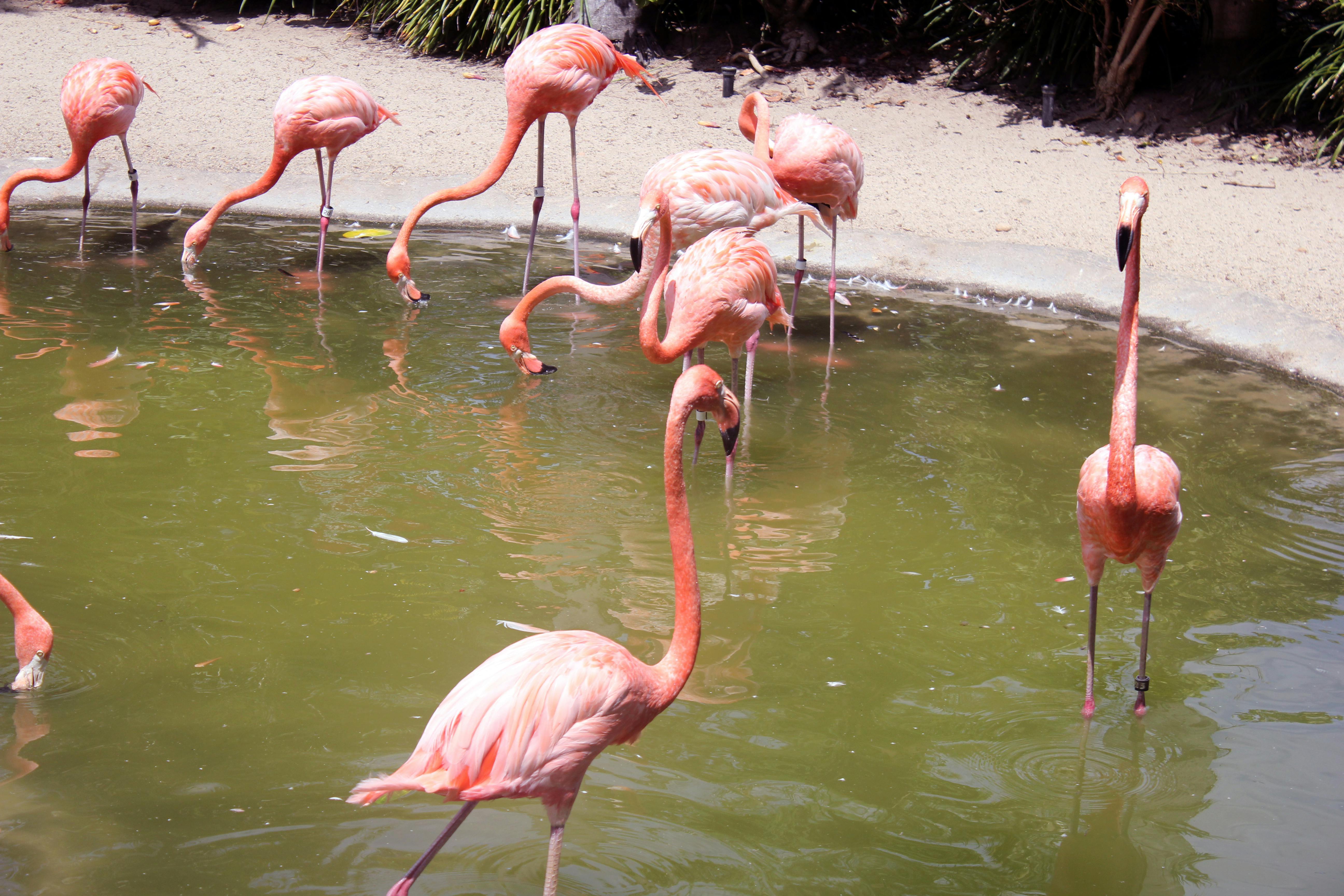 Foto Stok Gratis Tentang Flamingo