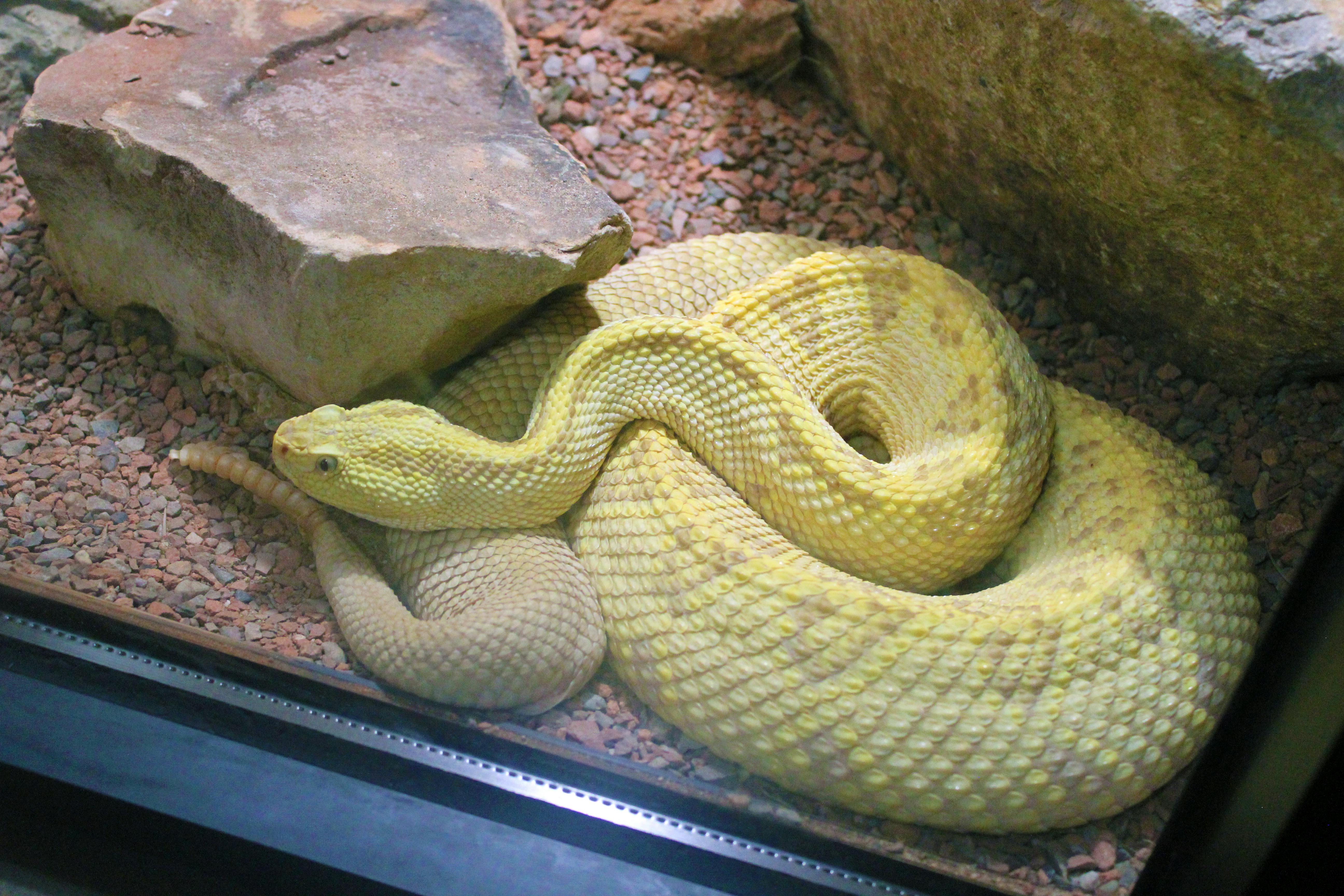 黄色い蛇の無料の写真素材