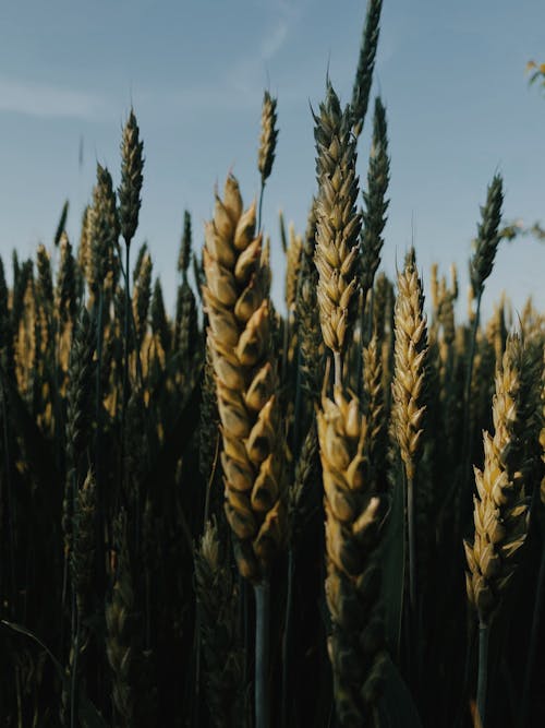 buğday tarlası, Çavdar, dikey atış içeren Ücretsiz stok fotoğraf