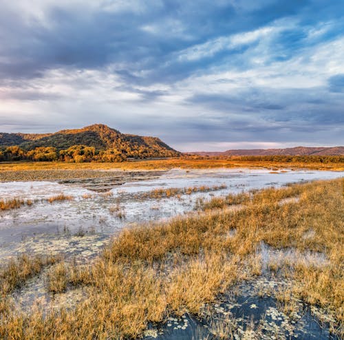 Бесплатное стоковое фото с болото, вода, выращивание