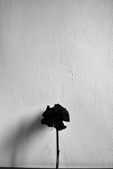 Black rose casting shadows on a white wall, captured in a minimalist style.
