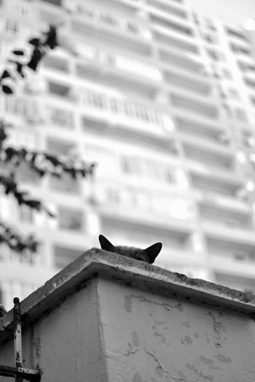 Black Cat Ears on Roof
