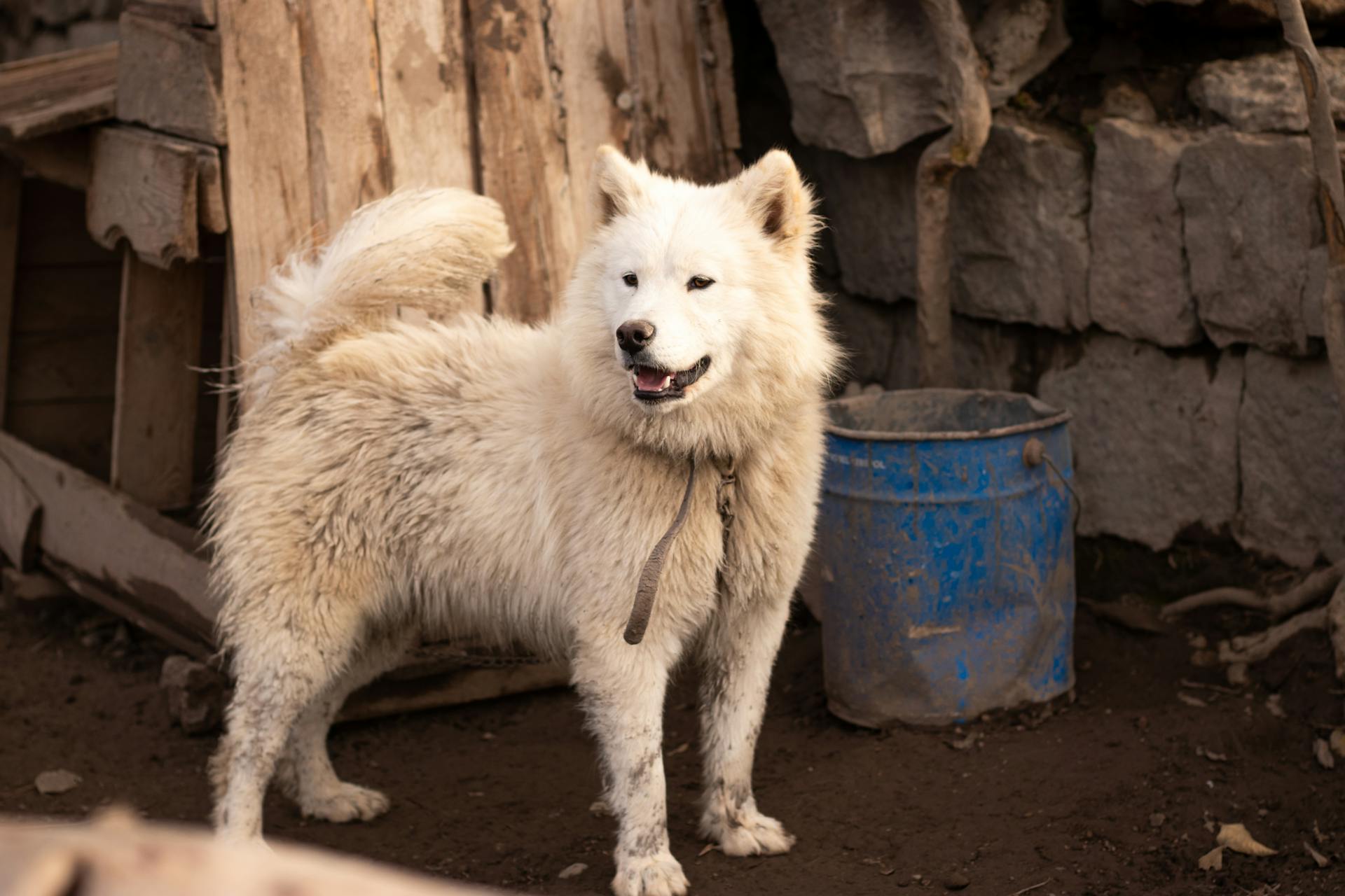 The Samoyed on a Chain at the Kennel