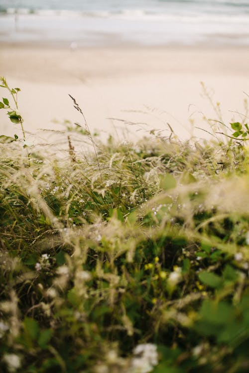 Green Grass by Body of Water