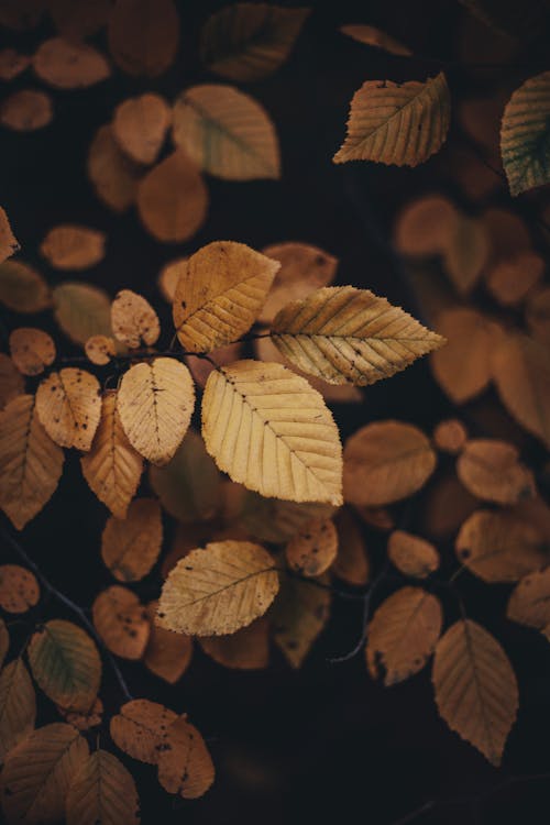 Close-Up Shot of Autumn Leaves