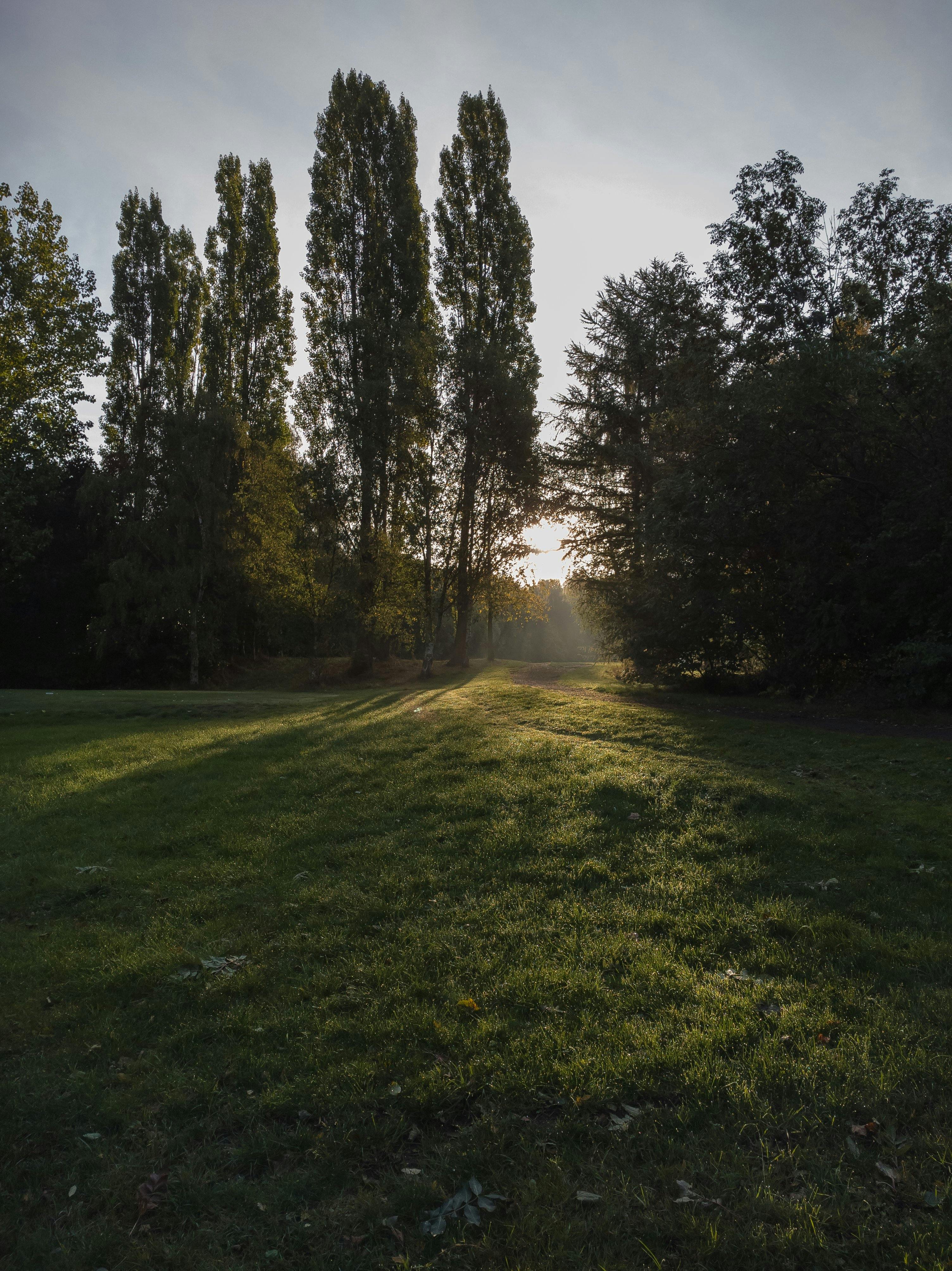 日出时分，公园一片宁静，晨光穿过雾气，在高大的树木间投下阴影
