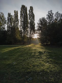 日出时分，公园一片宁静，晨光穿过雾气，在高大的树木间投下阴影