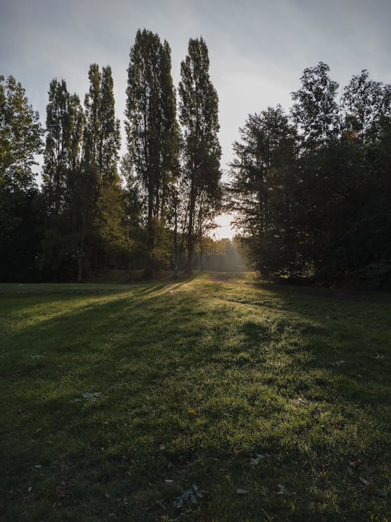 Gratis lagerfoto af bane, dagslys, græs