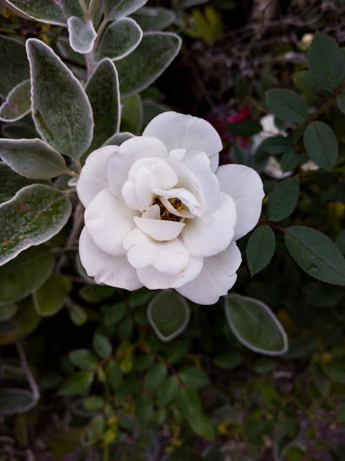 Foto d'estoc gratuïta de flor blanca, fulles verdes, verdor