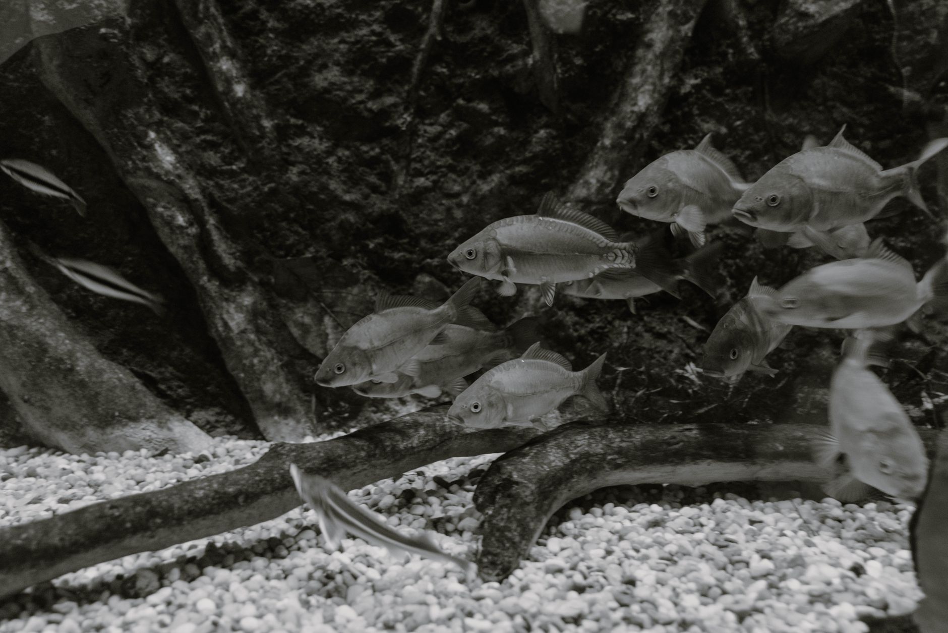 Monochrome image of various fish swimming in an aquarium, displaying aquatic life.