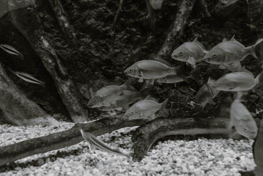 fish photo