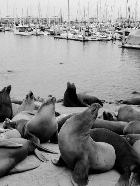 Black and white image of seals on the shore with yachts in Monterey Bay Harbor.
