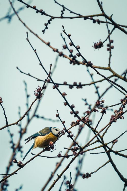Free A blue tit bird perched on a budding branch with a muted background, capturing spring's essence. Stock Photo