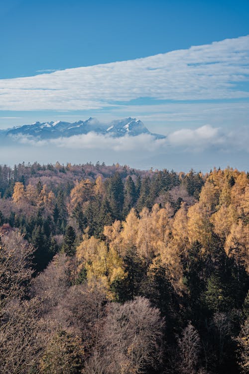 Imagine de stoc gratuită din arbori, codru, fotografie aeriană