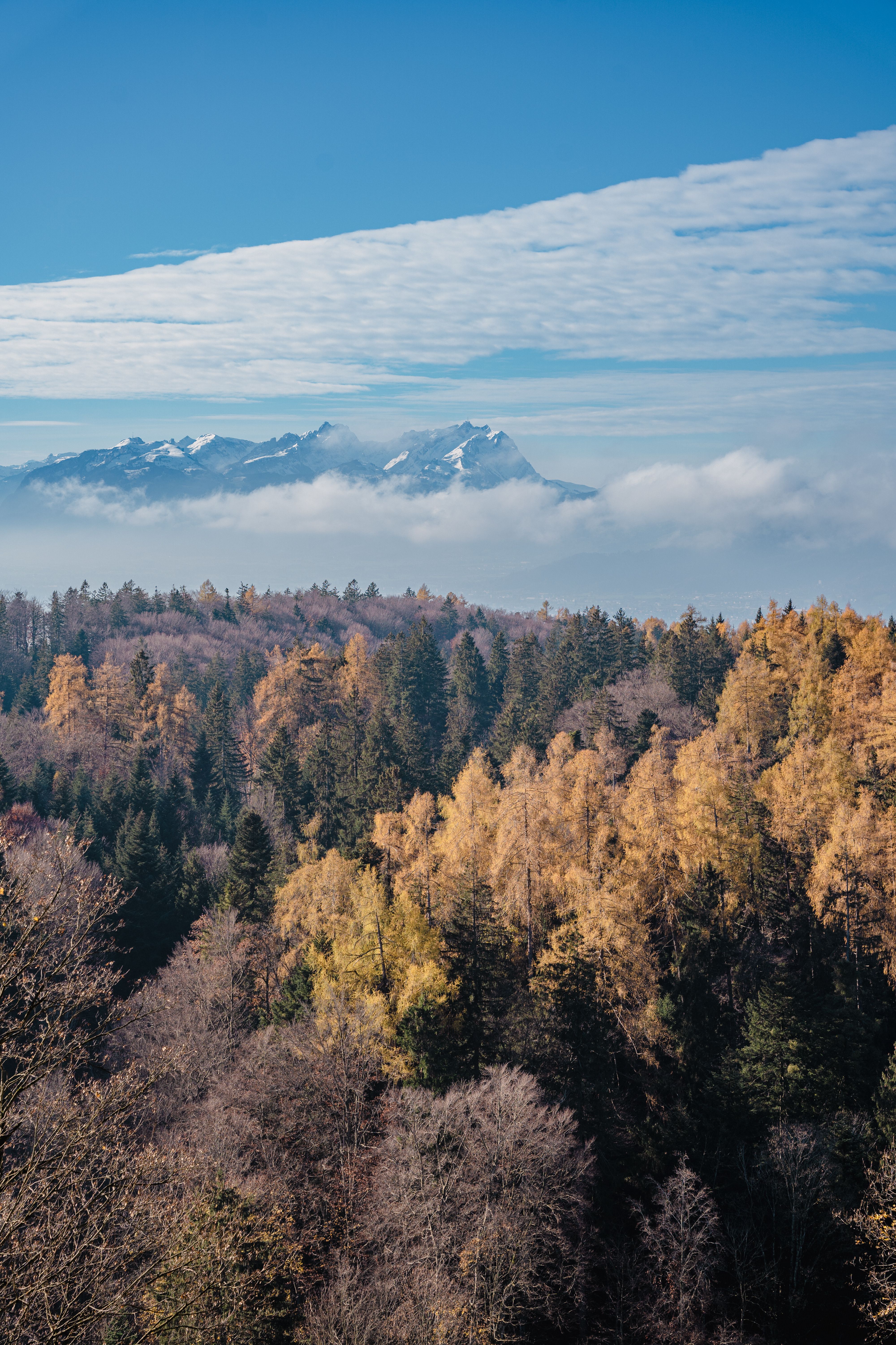 Aerial View of Trees in the Forest · Free Stock Photo
