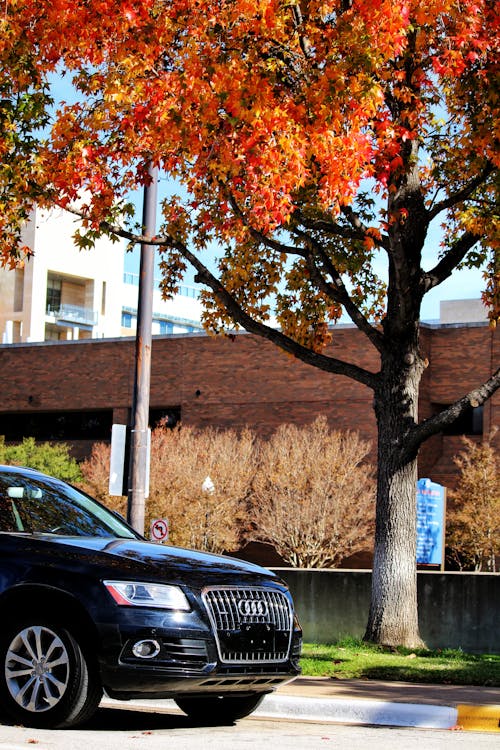 ağaç, araba, dikey atış içeren Ücretsiz stok fotoğraf