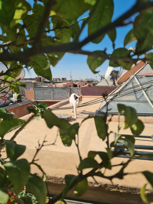Free A white cat standing on a rooftop, framed by green leaves on a sunny day. Stock Photo