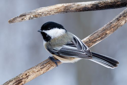 ağaç dalı, chickadee, kapatmak içeren Ücretsiz stok fotoğraf