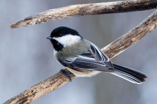 Free Close-up of a black-capped chickadee perched on a branch in a snowy winter landscape. Stock Photo
