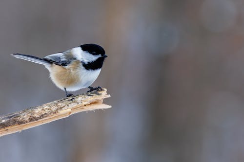 冬季, 山雀, 棲息 的 免费素材图片