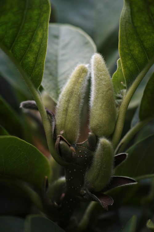 Free Detailed view of velvety plant buds surrounded by lush green leaves, showcasing nature's beauty. Stock Photo