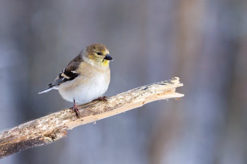 冬季, 棲息, 燕雀 的 免费素材图片