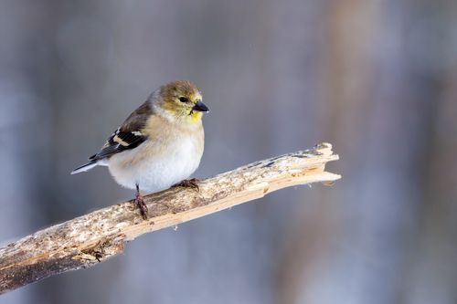 Free A close-up shot of an American Goldfinch perched on a tree branch in winter. Stock Photo