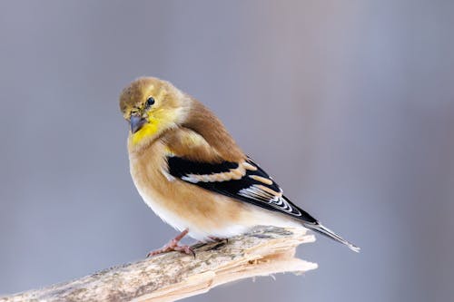 冬季, 棲息, 燕雀 的 免费素材图片