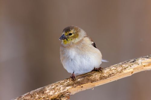 Free Close-up of an American goldfinch on a snowy branch during winter. Stock Photo