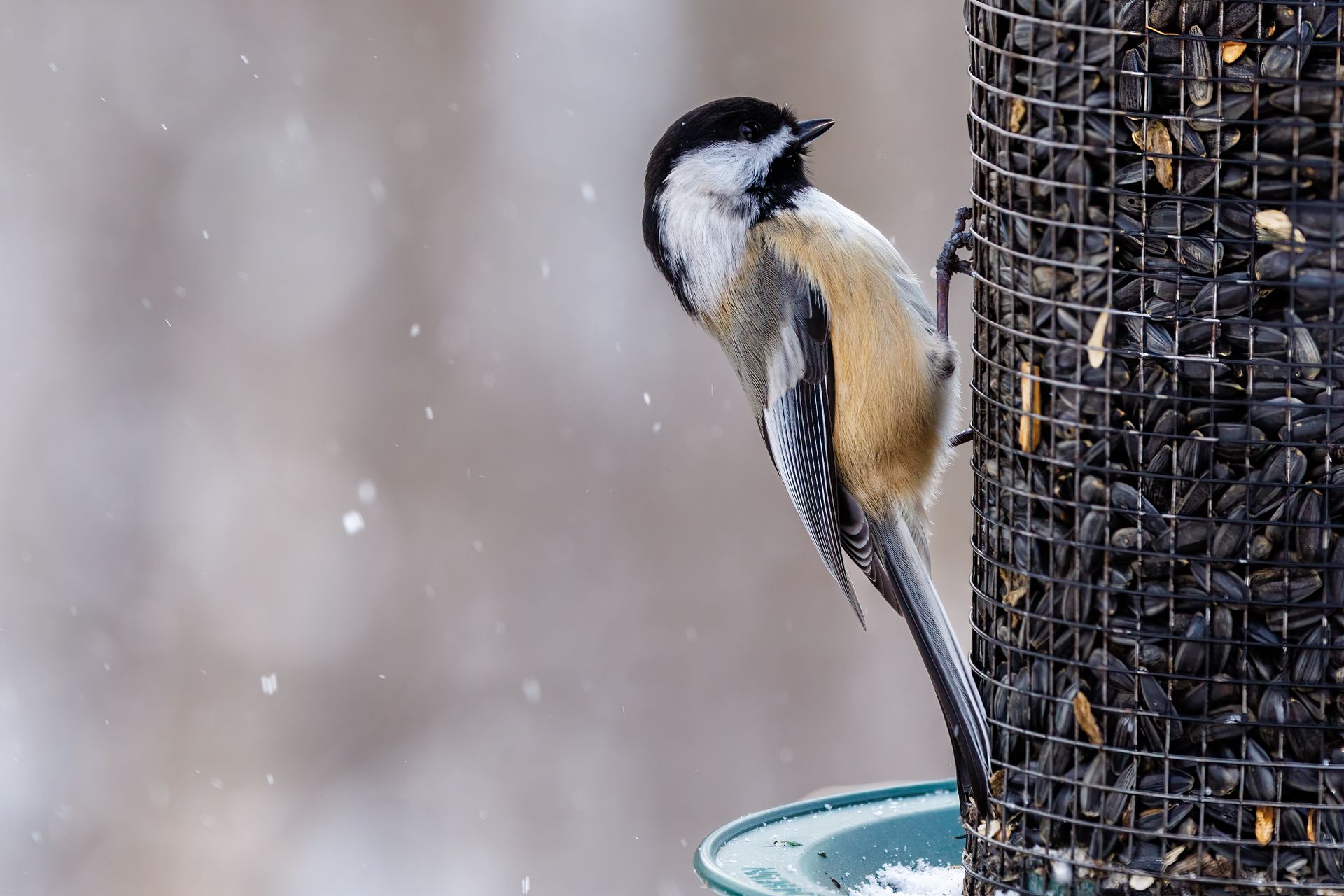 Close-up of a black-capped chickadee perched on a bird feeder with sunflower seeds in winter.