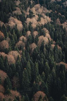 A breathtaking aerial view of a dense forest showing conifers and deciduous trees during autumn.
