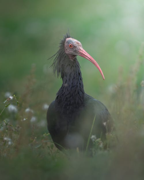 Imagine de stoc gratuită din amenințat cu dispariția, animal, animal cu pene