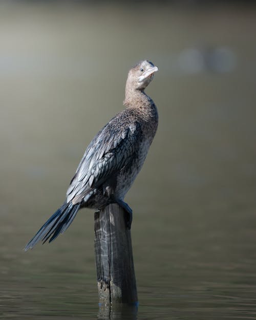Foto profissional grátis de água, ave, corvo marinho de junco