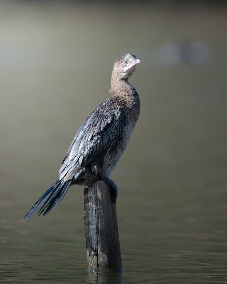 Reed Cormorant On Wooden Post