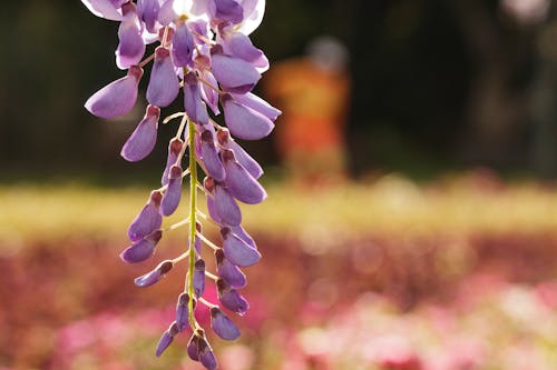 Close-Up Photograph of Purple Chinese Wisteria Flowers in Bloom