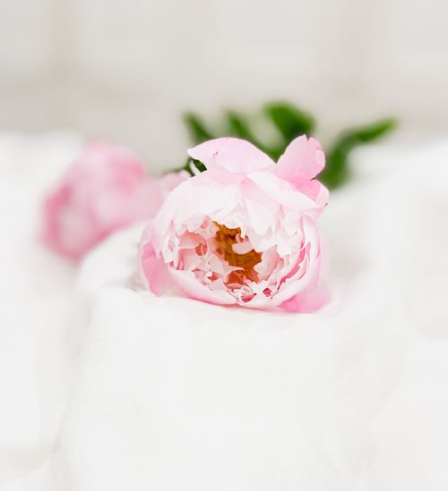 Free Close-up of a delicate pink peony flower resting on a soft white background, capturing its intricate petals. Stock Photo