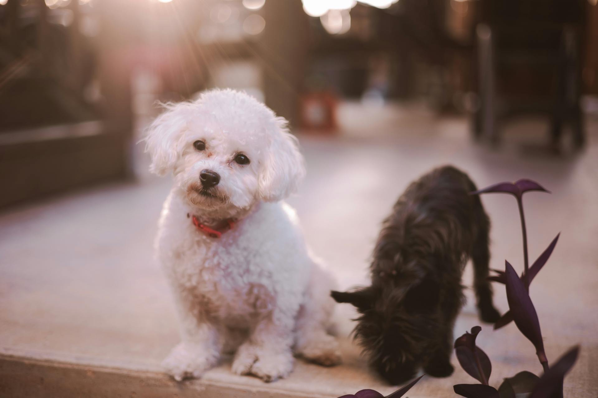 Chiens noirs et blancs