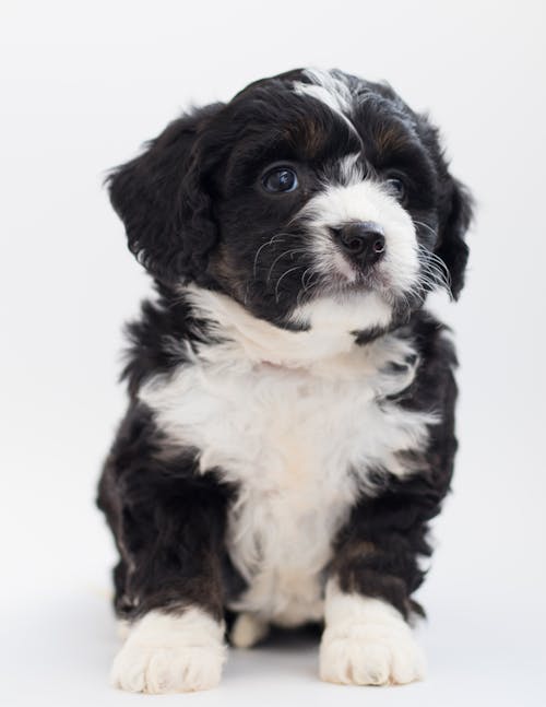 бесплатная бело черный мальтийский щенок Стоковое фото