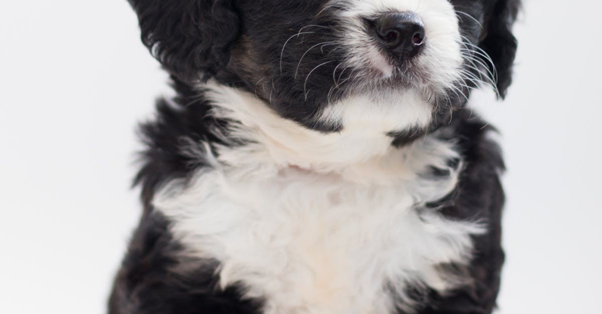 White and Black Maltese Puppy · Free Stock Photo