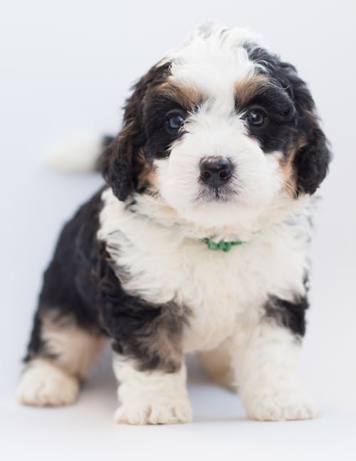 Free White and Black Puppy Stock Photo