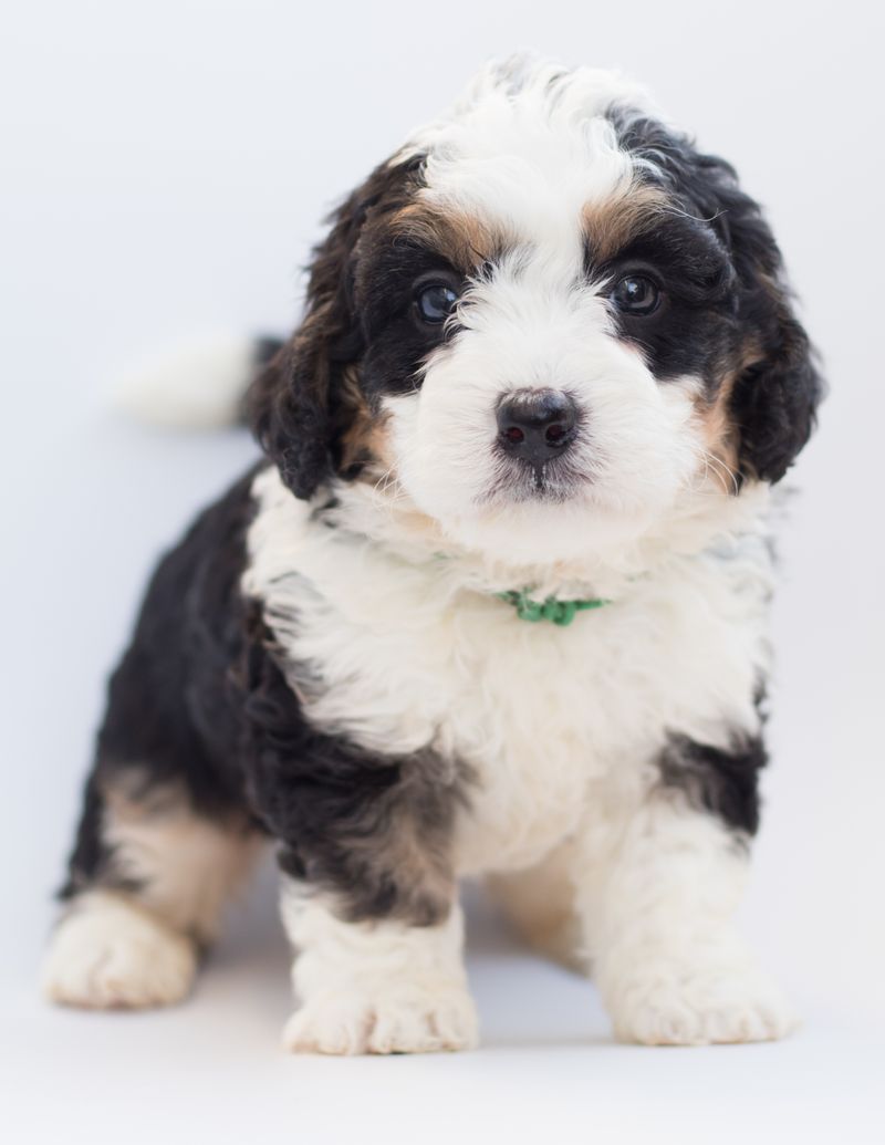 cruciate ligament surgery cost and which pet insurance covers it - the contralateral 50% rule: why cruciate insurance is vital