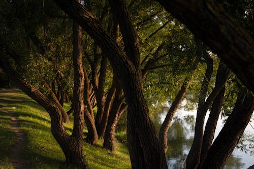 Imagine de stoc gratuită din apă, arbori, curent