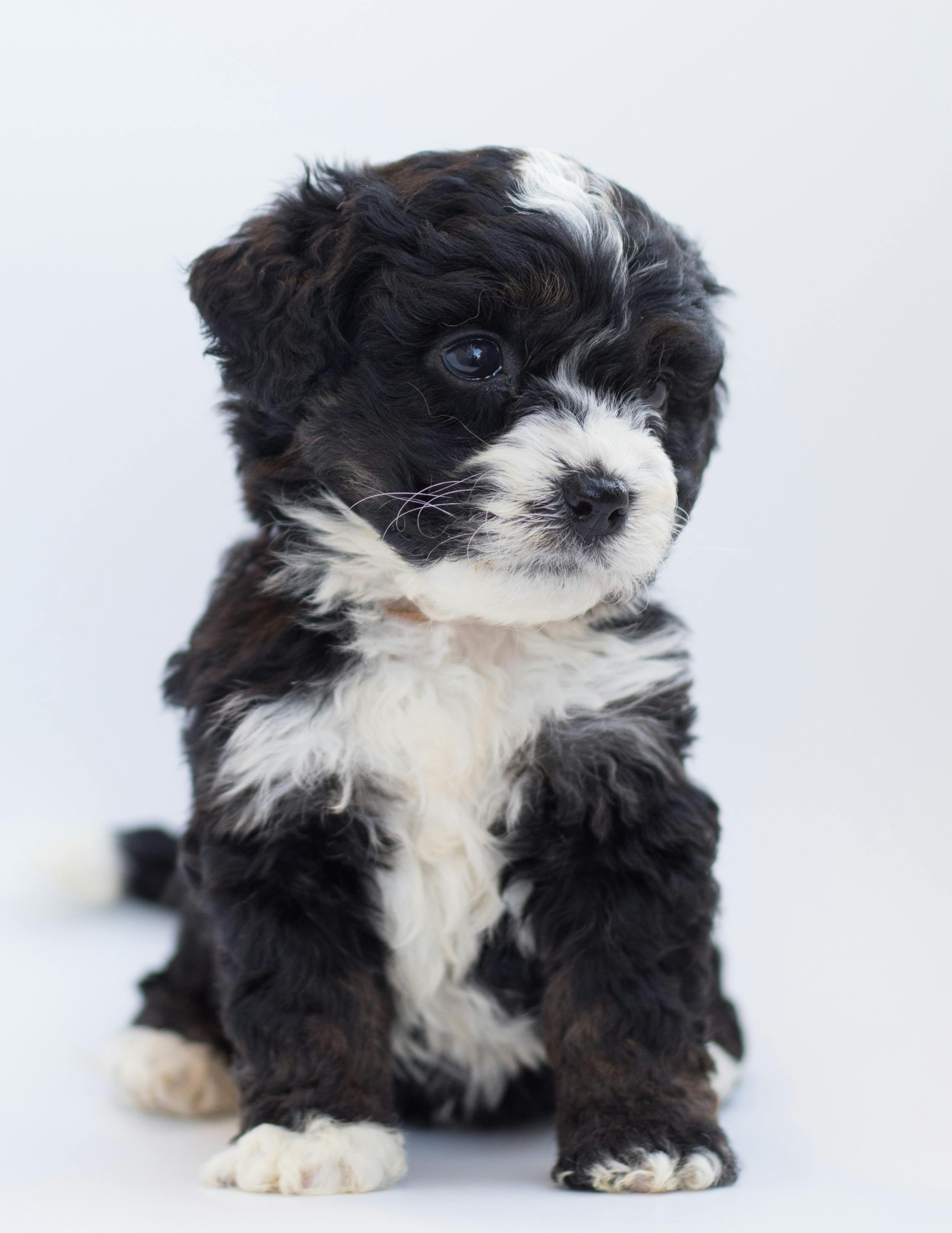 black and white terrier breeds